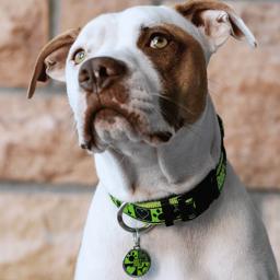 Rogz ID-taggar Dog Tag For Collar Design Small Lime Juice